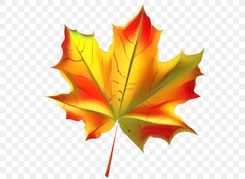 Autumn Leaf Drawing, PNG, 567x600px, Maple Leaf, Autumn, Black Maple, Deciduous, Drawing Download Free