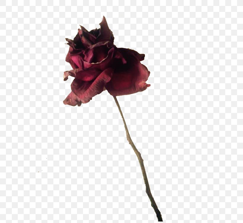 Black Rose Poster, PNG, 563x750px, Rose, Artificial Flower, Black Rose, Cut Flowers, Flower Download Free