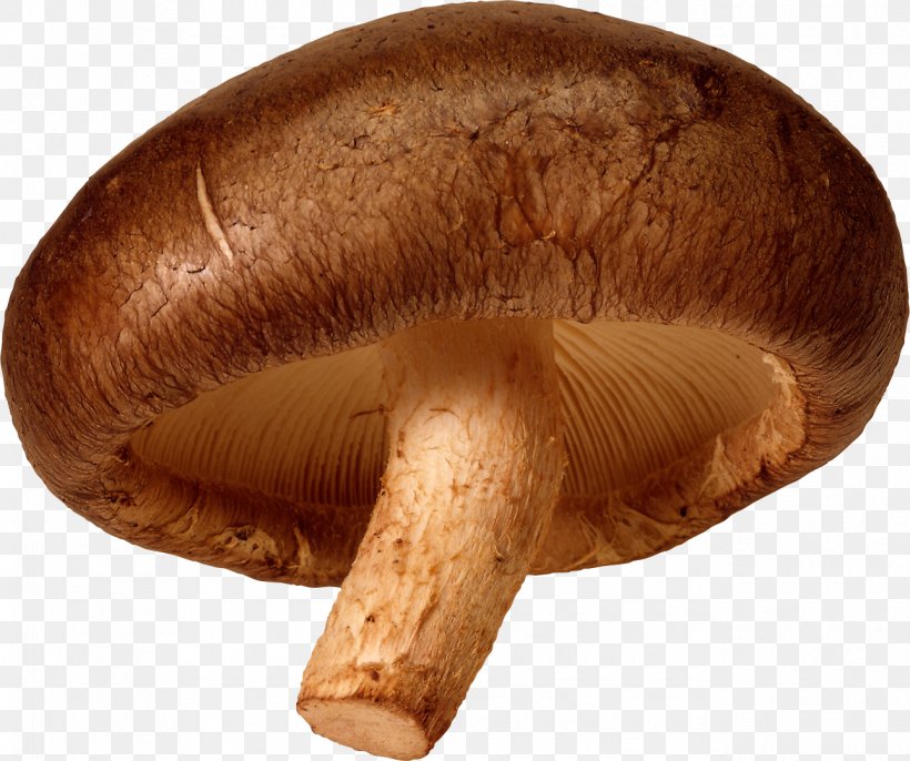 Common Mushroom, PNG, 1290x1080px, Common Mushroom, Agaricaceae, Agaricomycetes, Agaricus, Champignon Mushroom Download Free