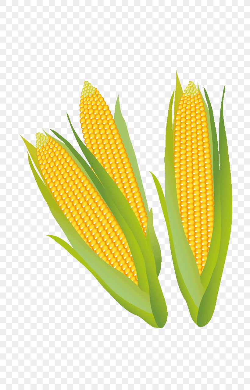 Corn On The Cob Maize Clip Art, PNG, 720x1280px, Corn On The Cob, Art Museum, Coloring Book, Com, Commodity Download Free
