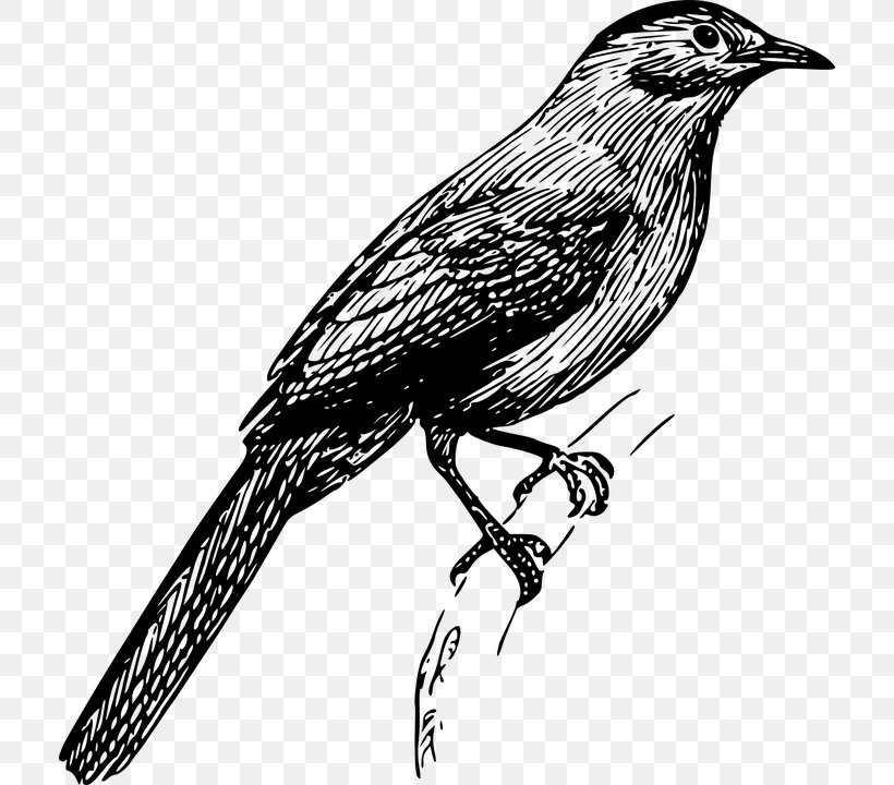 Gin Bird Clip Art, PNG, 712x720px, Gin, American Crow, Beak, Bird, Black And White Download Free