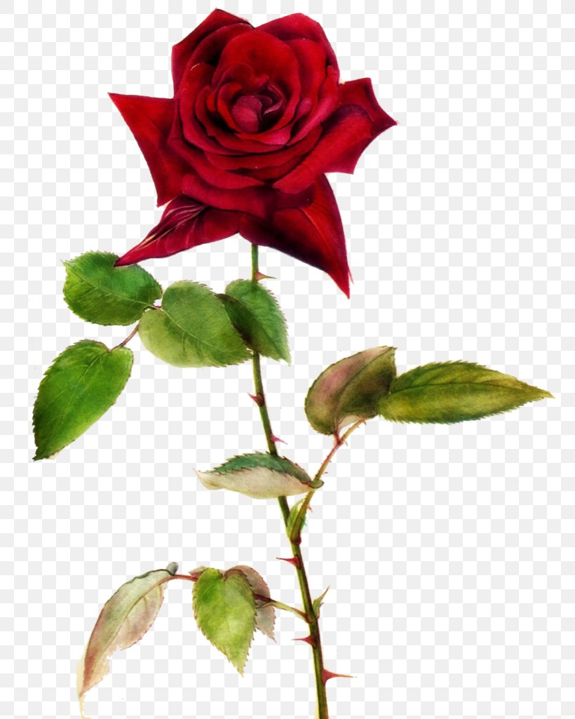 Rose Desktop Wallpaper Clip Art, PNG, 780x1025px, Rose, China Rose, Cut Flowers, Drawing, Flora Download Free