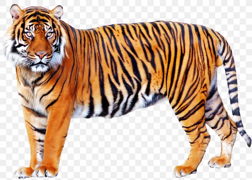 Tiger Lion, PNG, 1024x733px, Lion, Animal, Bengal Tiger, Big Cat, Big Cats Download Free