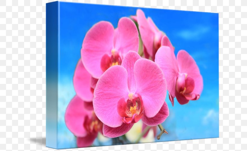 Lilac Magenta Moth Orchids Violet Purple, PNG, 650x504px, Lilac, Blossom, Flora, Flower, Flowering Plant Download Free