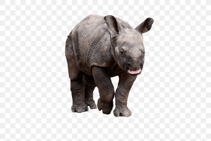 Rhinoceros Rhino! Rhino! Clip Art Horn, PNG, 480x549px, Rhinoceros, Black Rhinoceros, Fauna, Horn, Mammal Download Free