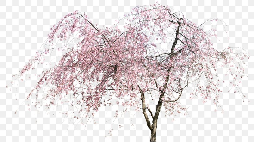 Tree Peach Clip Art, PNG, 800x459px, Tree, Blossom, Branch, Cherry Blossom, Data Conversion Download Free