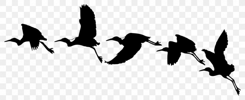 Bird Clip Art Flight Drawing Swallow, PNG, 1000x410px, Bird, Beak, Bird Flight, Bird Migration, Drawing Download Free
