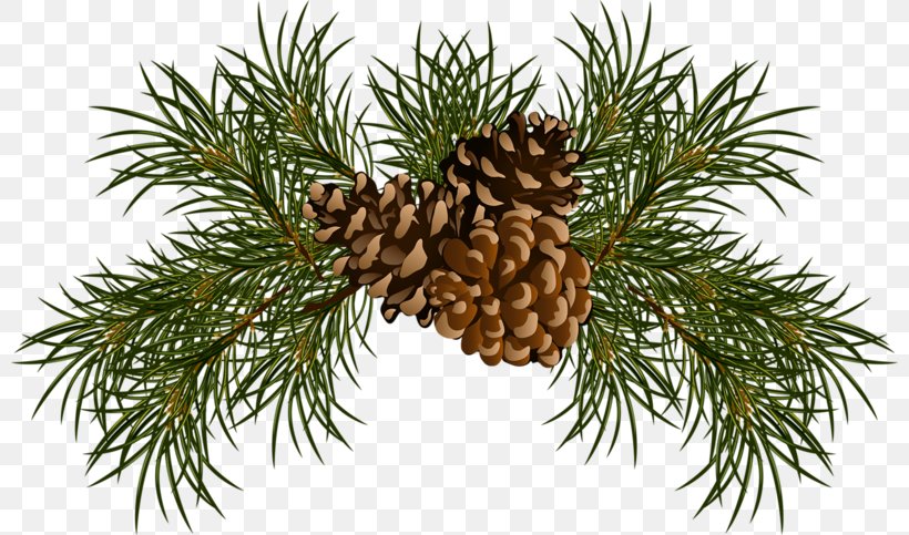 Conifer Cone Conifers Clip Art, PNG, 800x483px, Conifer Cone, Branch, Christmas Ornament, Conifer, Conifers Download Free