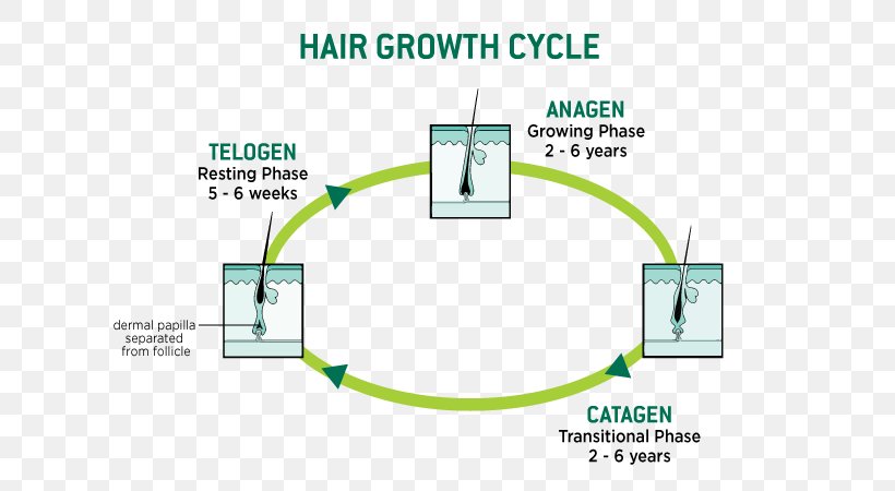 Human Hair Growth Hair Loss Hair Follicle Keratin, PNG, 700x450px, Human Hair Growth, Area, Brand, Cable, Capelli Download Free