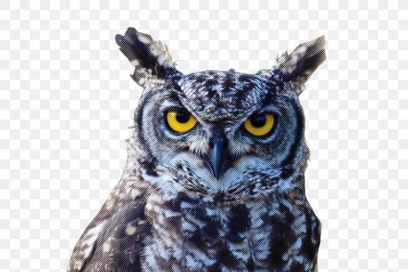 Owl Bird Bird Of Prey Western Screech Owl Eastern Screech Owl, PNG, 2448x1632px, Owl, Beak, Bird, Bird Of Prey, Eastern Screech Owl Download Free