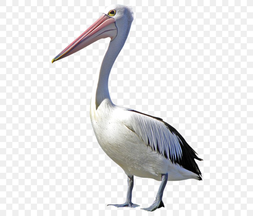 Pelican Bird Duck Clip Art, PNG, 700x700px, Pelican, Beak, Bird, Crane Like Bird, Duck Download Free