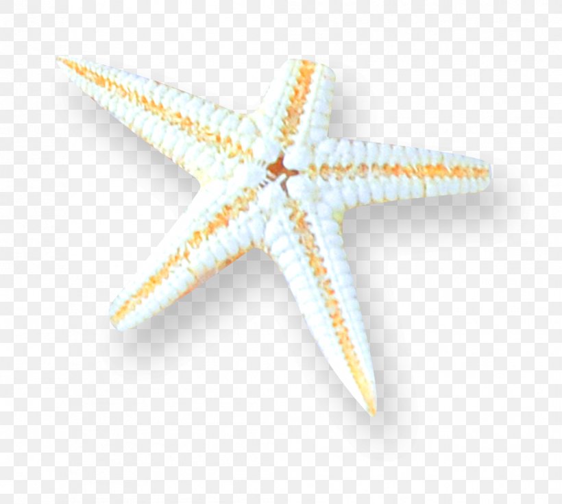 Starfish Pattern, PNG, 1044x936px, Starfish, Echinoderm, Invertebrate, Marine Invertebrates Download Free