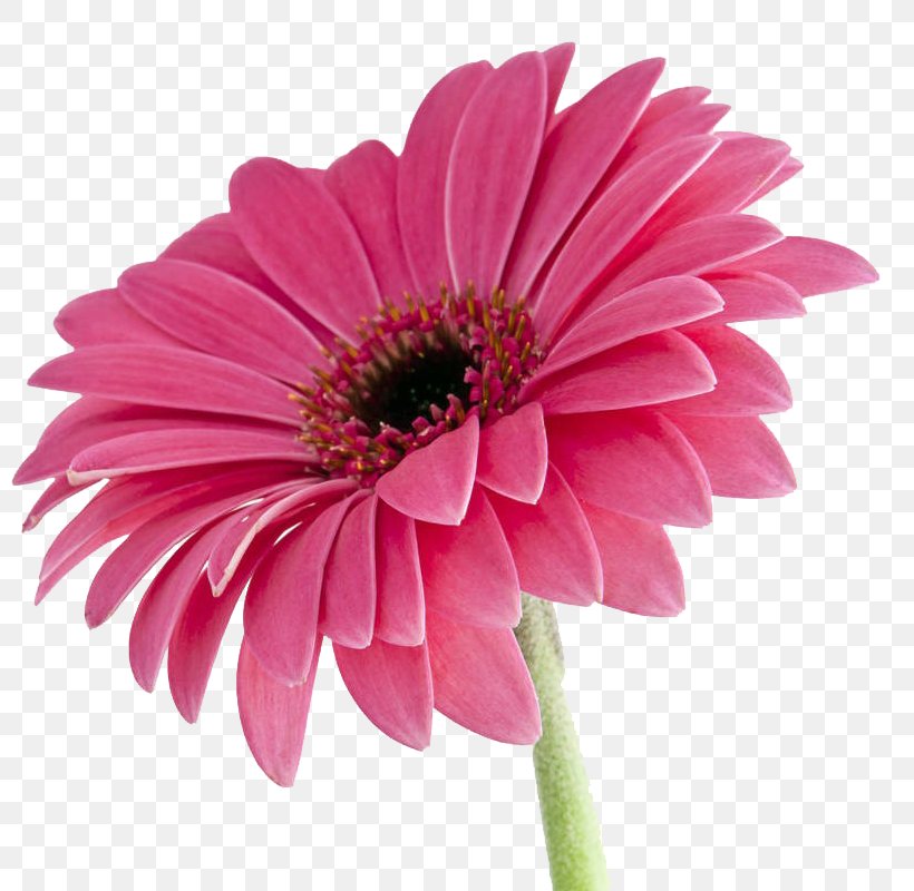 Transvaal Daisy Pink Stock Photography Royalty-free, PNG, 800x800px, Transvaal Daisy, Annual Plant, Banco De Imagens, Chrysanths, Cut Flowers Download Free
