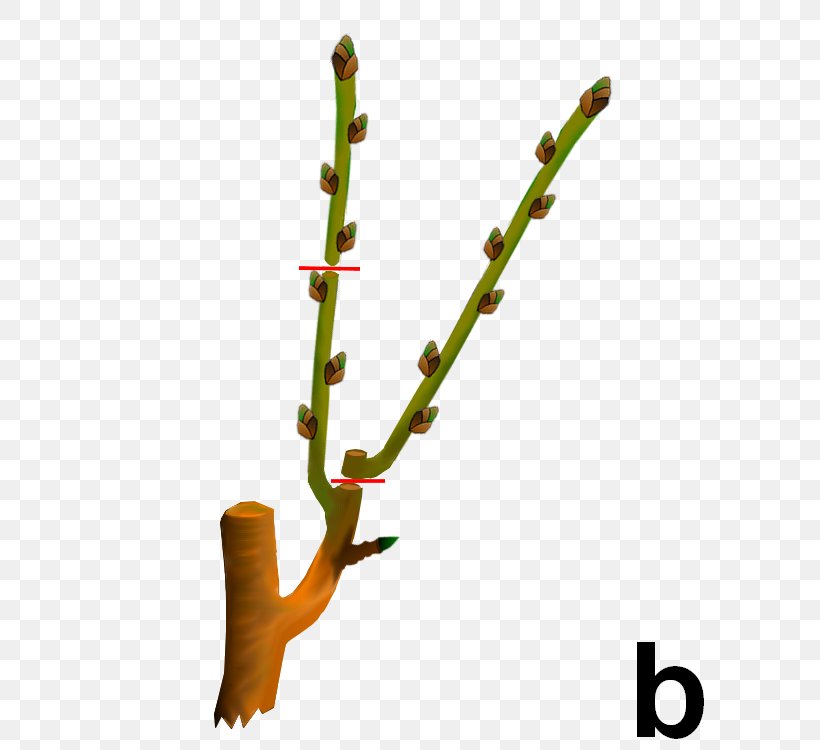 Twig Plant Stem, PNG, 600x750px, Twig, Branch, Plant, Plant Stem, Tree Download Free