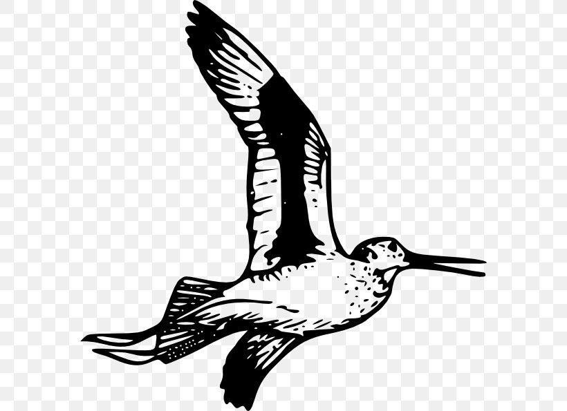 Bird Feather Clip Art, PNG, 588x595px, Bird, Animal, Beak, Black And White, Cetacea Download Free