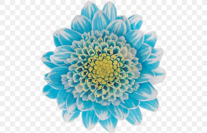 Chrysanthemum Cut Flowers Floral Design Transvaal Daisy, PNG, 500x526px, Chrysanthemum, Art, Blue, Chrysanths, Cut Flowers Download Free