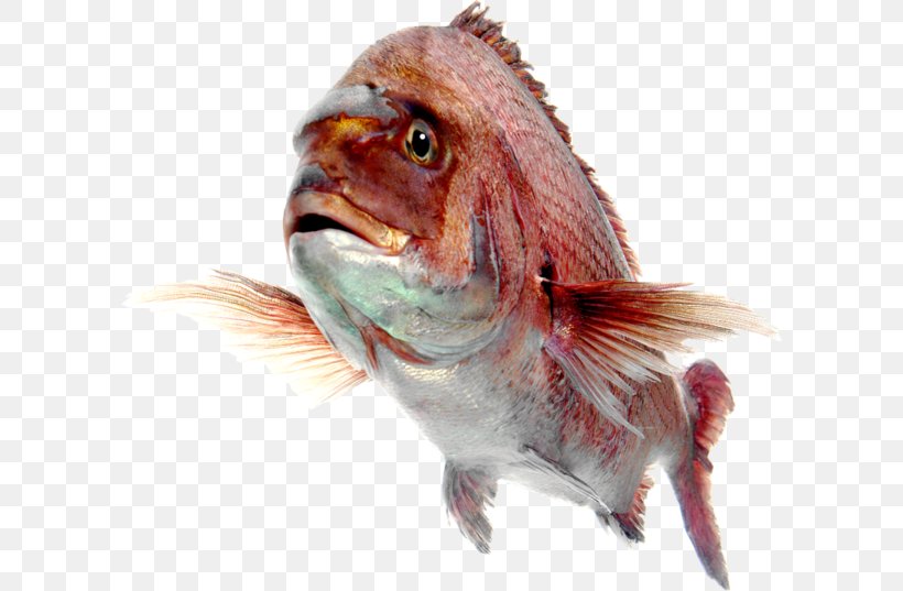 Fish Northern Red Snapper Desktop Wallpaper, PNG, 600x537px, Fish, Beak, Fauna, Food, Northern Red Snapper Download Free