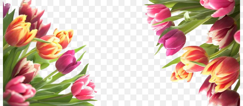 Tulip Flower, PNG, 800x359px, Tulip, Artificial Flower, Cut Flowers, Daytime, Floral Design Download Free