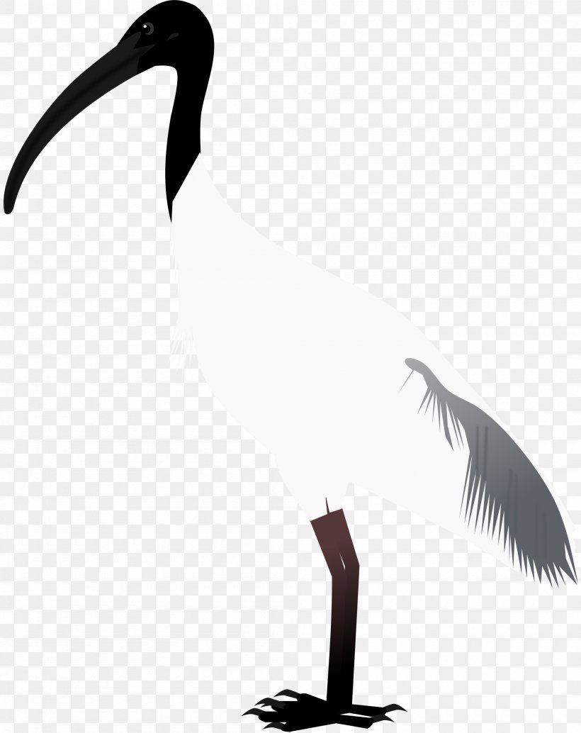 Beak Bird Goose Crane Cygnini, PNG, 2000x2524px, Beak, Anatidae, Bird, Black And White, Crane Download Free