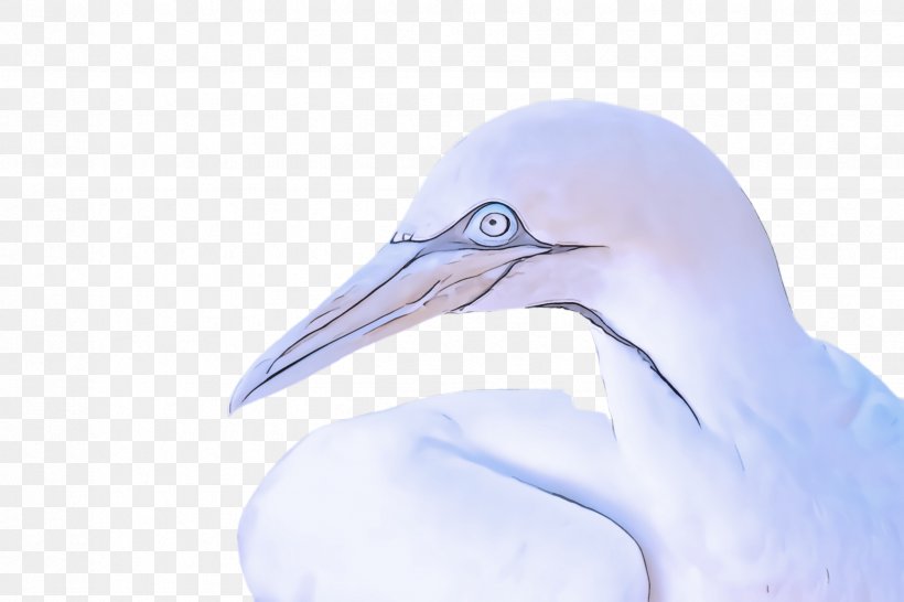 Bird Beak Egret Heron Stork, PNG, 2448x1632px, Bird, Beak, Crane, Cranelike Bird, Egret Download Free