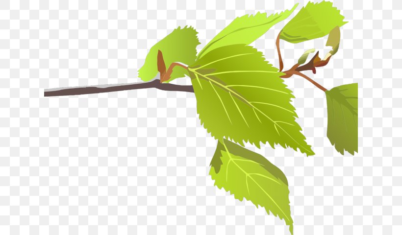Branch Leaf Clip Art Tree Plant Stem, PNG, 640x480px, Branch, Autumn Leaf Color, Bark, Birch, Bud Download Free