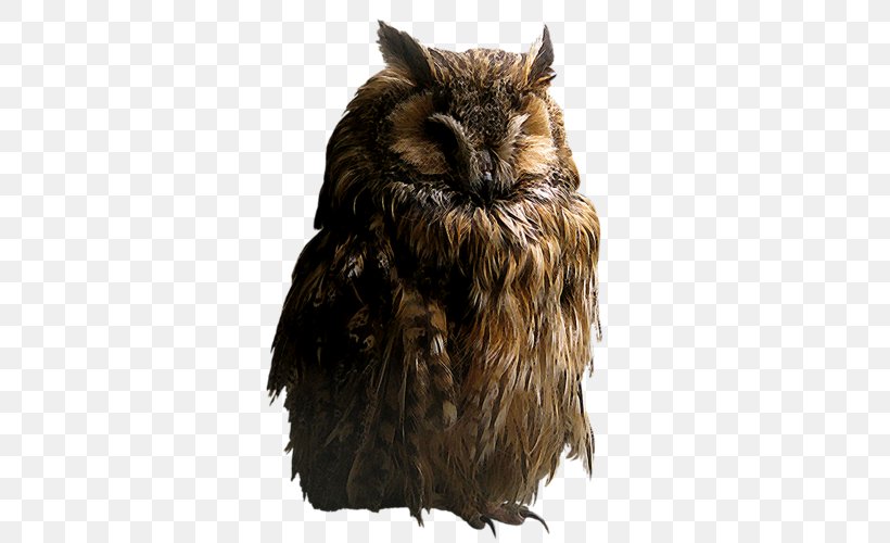 Brown Hawk-owl Clip Art, PNG, 500x500px, Owl, Barn Owl, Beak, Bird, Bird Of Prey Download Free