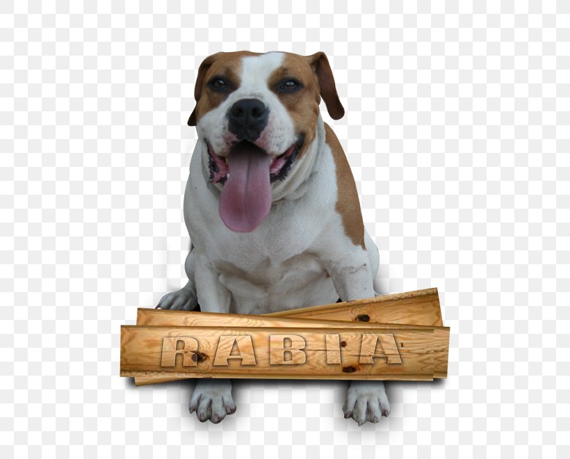 Dog Breed Puppy Dog Collar, PNG, 536x660px, Dog Breed, Breed, Carnivoran, Collar, Dog Download Free