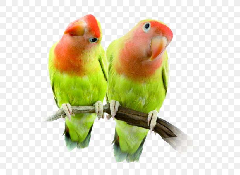 Lovebird Cockatiel Parakeet Parrot, PNG, 600x600px, Lovebird, Beak, Bird, Cage, Centerblog Download Free
