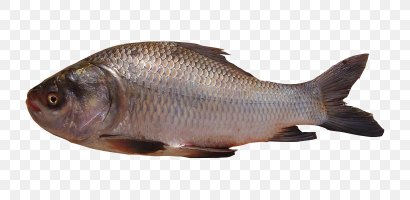 Tilapia Catla Catla Carp Freshwater Fish, PNG, 800x400px, Tilapia, Animal Source Foods, Bony Fish, Carp, Catla Catla Download Free