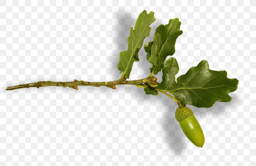 Leaf Twig Fruit, PNG, 800x534px, Leaf, Branch, Fruit, Green, Leaf Vegetable Download Free