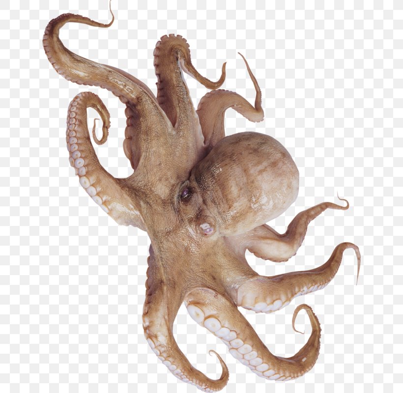 Typical Octopuses Squid Cephalopod Sashimi, PNG, 648x800px, Octopus, Amphioctopus Fangsiao, Anglerfish, Cephalopod, Common Octopus Download Free