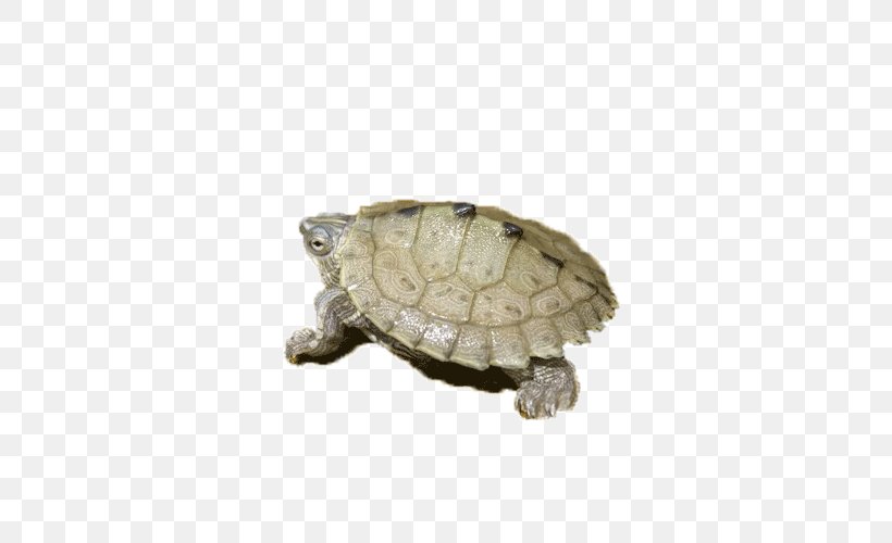 Amphibian Turtle Tortoise, PNG, 750x500px, Amphibian, Animal, Emydidae, Filho Da Puta, Gratis Download Free