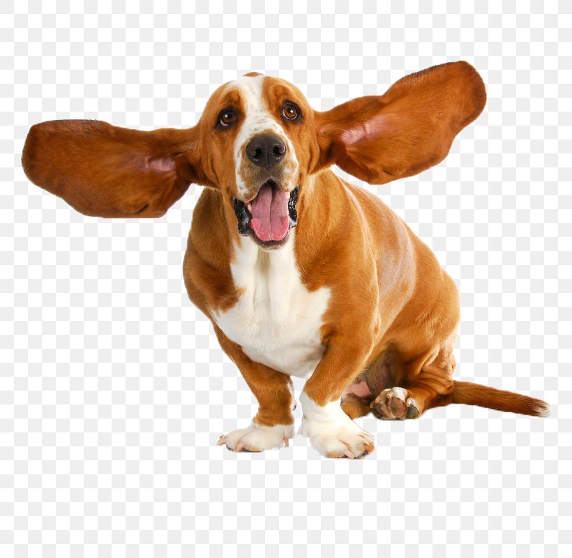 Basset Hound Puppy Dog Breed Stock Photography, PNG, 800x800px, Basset