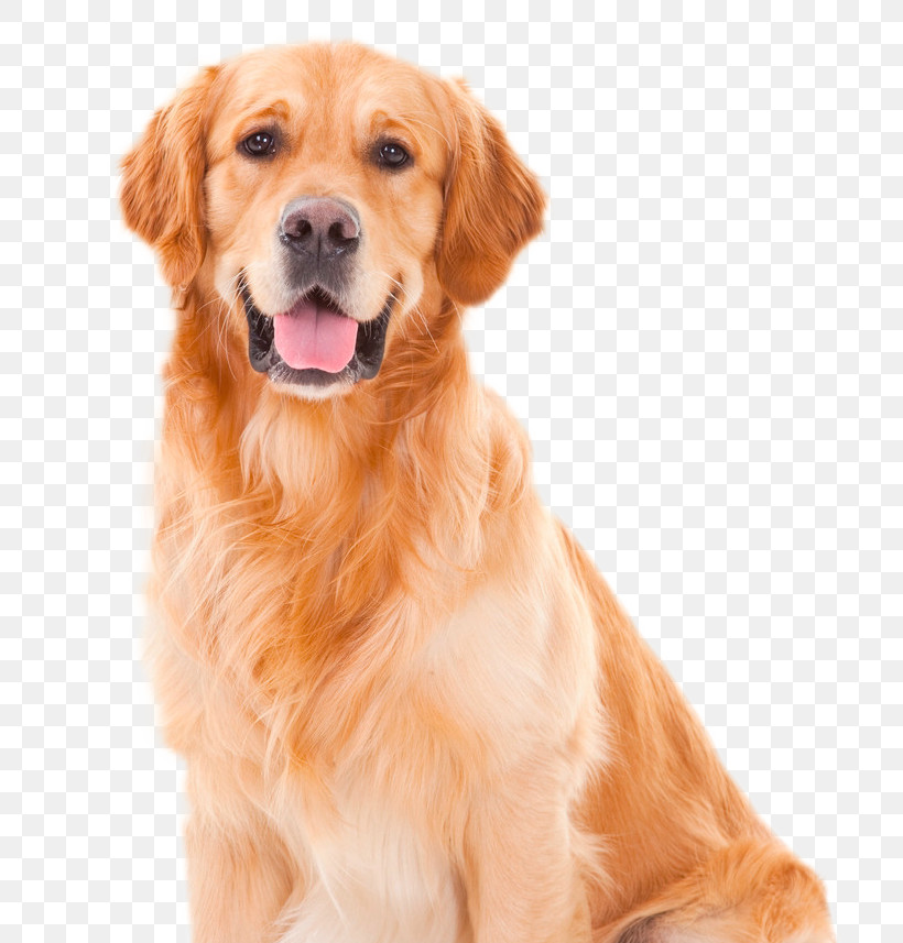 Dog Golden Retriever Retriever Companion Dog Sporting Group, PNG, 762x857px, Dog, Ancient Dog Breeds, Companion Dog, Flatcoated Retriever, Golden Retriever Download Free