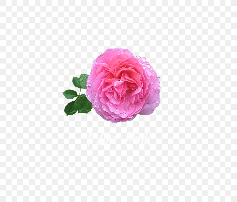 Garden Roses Cabbage Rose Rose Water Damask Rose, PNG, 525x700px, Garden Roses, Aroma, Artificial Flower, Bourbon Rose, Cabbage Rose Download Free