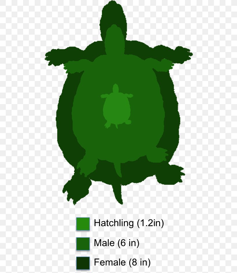 Tortoise Painted Turtle Reptile Yellow-bellied Slider, PNG, 521x944px, Tortoise, Box Turtles, Diamondback Terrapin, Eastern Box Turtle, Fictional Character Download Free