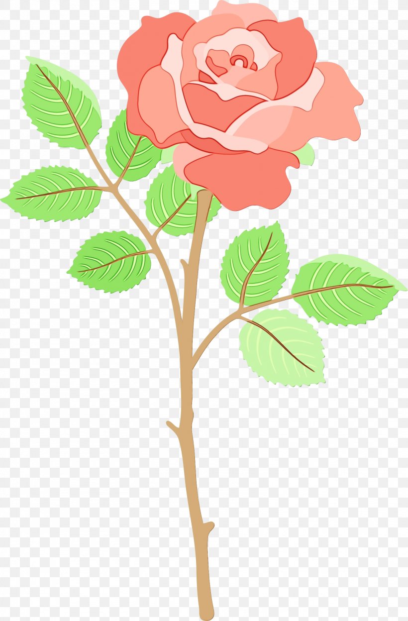 Clip Art Garden Roses Flower Image, PNG, 1561x2376px, Garden Roses, Botany, Cabbage Rose, Camellia, China Rose Download Free
