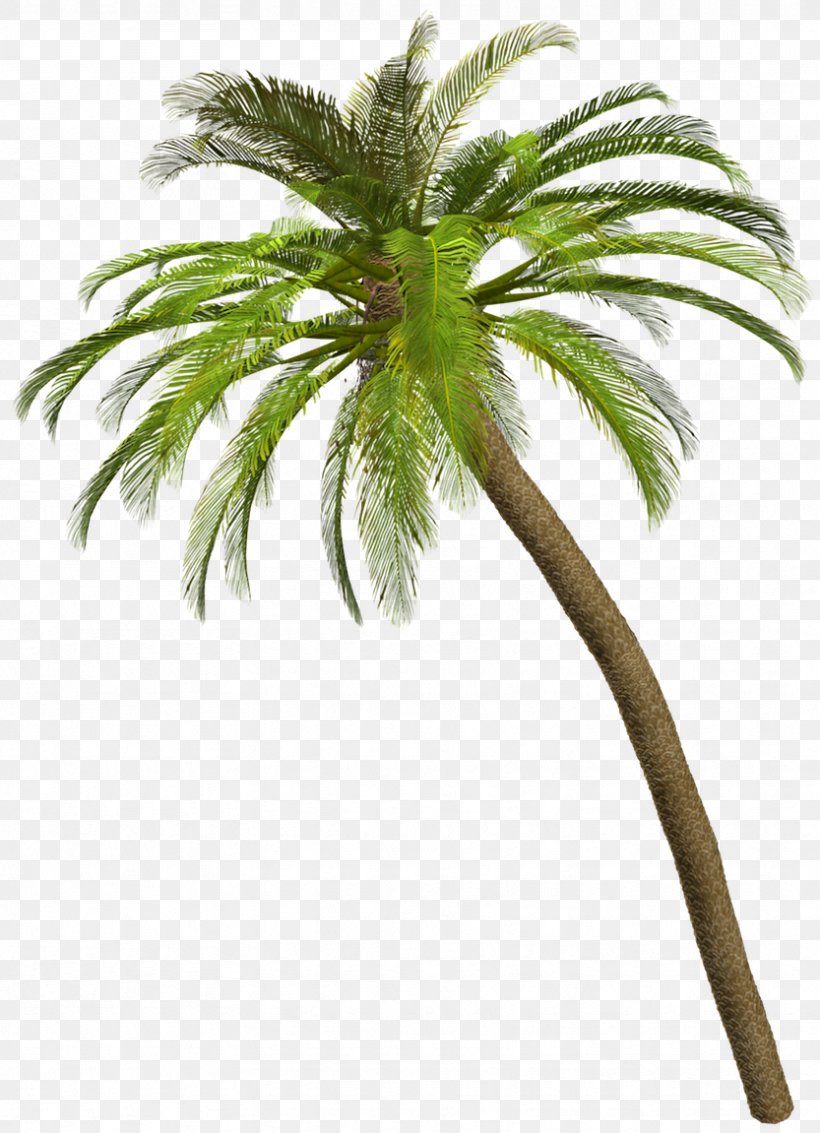 Coconut Arecaceae Tree Clip Art, PNG, 833x1151px, Coconut, Arecaceae, Arecales, Blog, Botany Download Free