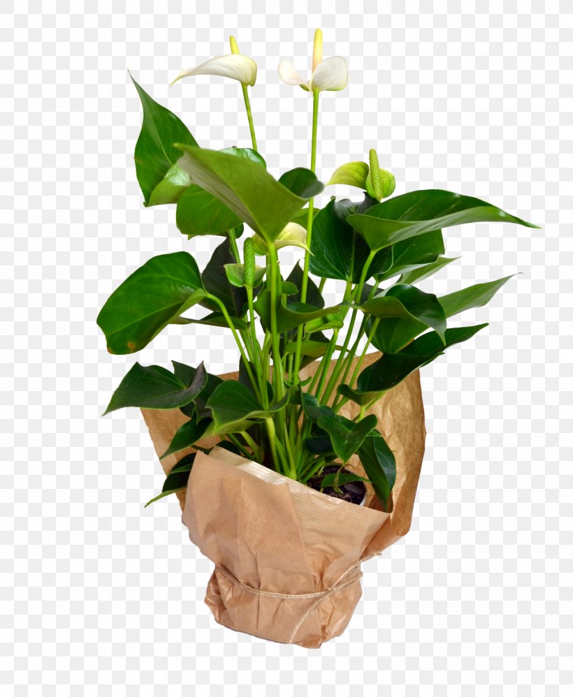 Cut Flowers Flowerpot Plant Stem Houseplant Flowering Plant, PNG, 1500x1827px, Cut Flowers, Alismatales, Anthurium, Arum, Arum Family Download Free