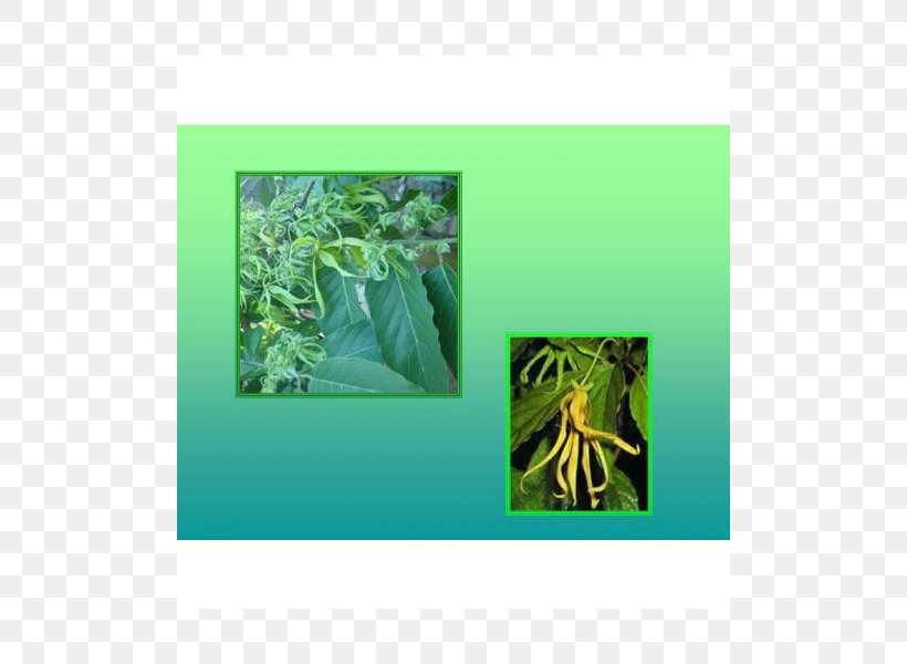 Fauna Ecosystem Leaf, PNG, 800x600px, Fauna, Ecosystem, Flora, Grass, Green Download Free