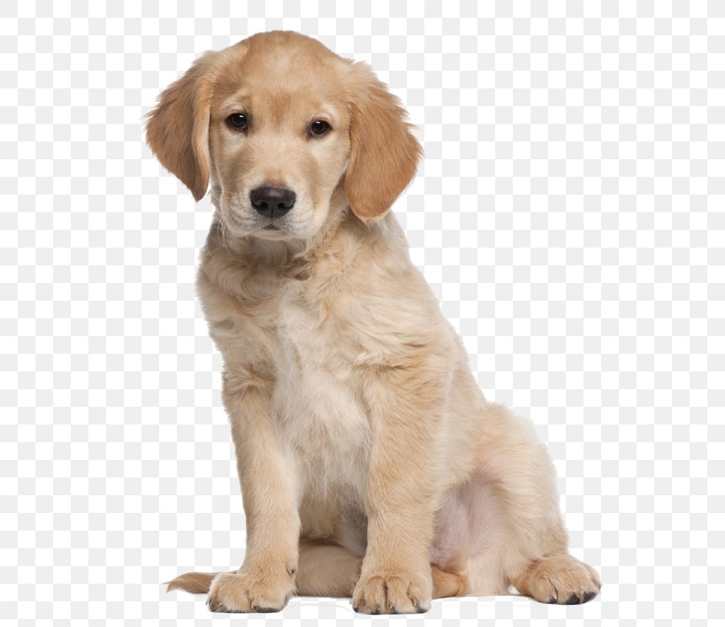 Golden Retriever Labrador Retriever Puppy Cat Dog Training, PNG, 677x709px, Golden Retriever, Carnivoran, Cat, Companion Dog, Dog Download Free
