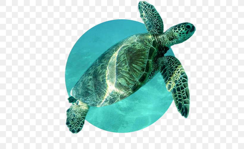 Loggerhead Sea Turtle Leatherback Sea Turtle Tortoise, PNG, 500x500px, Loggerhead Sea Turtle, Animal, Aqua, Biology, Emydidae Download Free