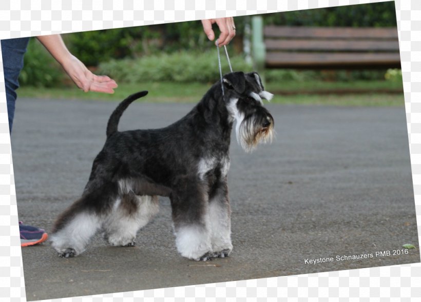 Miniature Schnauzer Standard Schnauzer Dog Breed Puppy, PNG, 1016x731px, Miniature Schnauzer, Breed, Breed Group Dog, Carnivoran, Coat Download Free