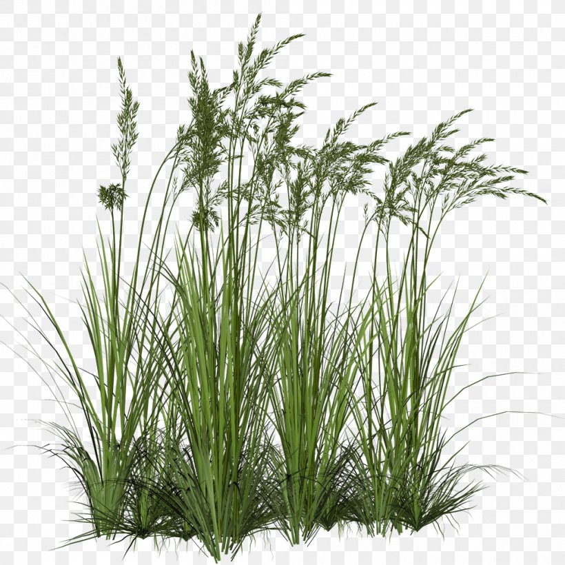 Ornamental Grass Grasses Clip Art, PNG, 1000x1001px, Ornamental Grass, Chrysopogon Zizanioides, Commodity, Evergreen, Grass Download Free