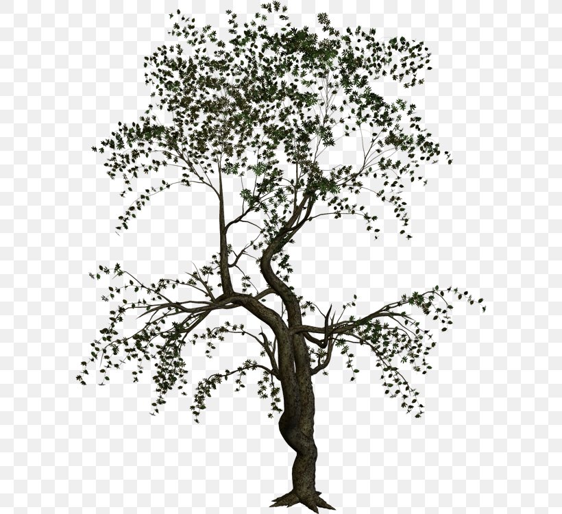 Treelet Shrub Branch Plant, PNG, 600x750px, Tree, Black And White, Bonsai, Branch, Elderberry Download Free
