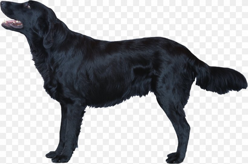 Flat-Coated Retriever Labrador Retriever Irish Setter Borador Newfoundland Dog, PNG, 2586x1715px, Flatcoated Retriever, Animal, Borador, Breed, Canidae Download Free