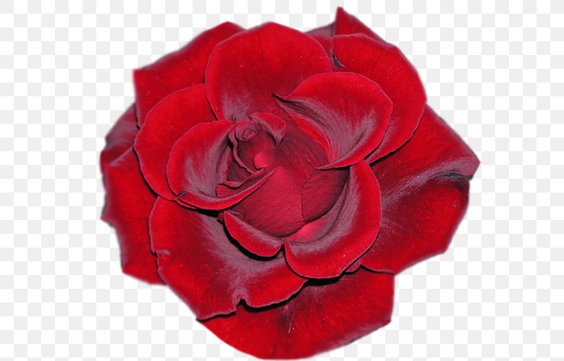 Garden Roses Flower Bouquet, PNG, 700x525px, Watercolor, Cartoon, Flower, Frame, Heart Download Free