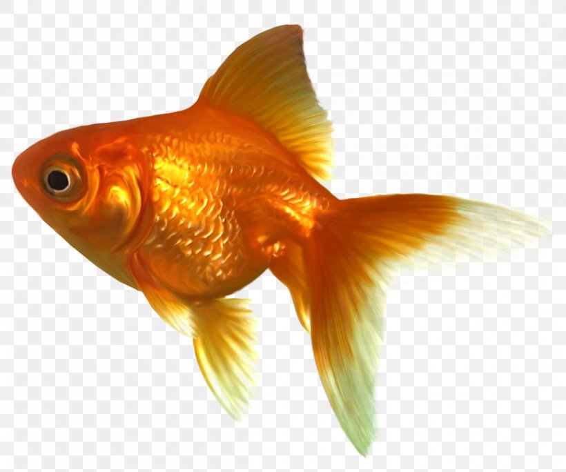 Goldfish Clip Art, PNG, 1165x972px, Goldfish, Animation, Bony Fish, Drawing, Feeder Fish Download Free