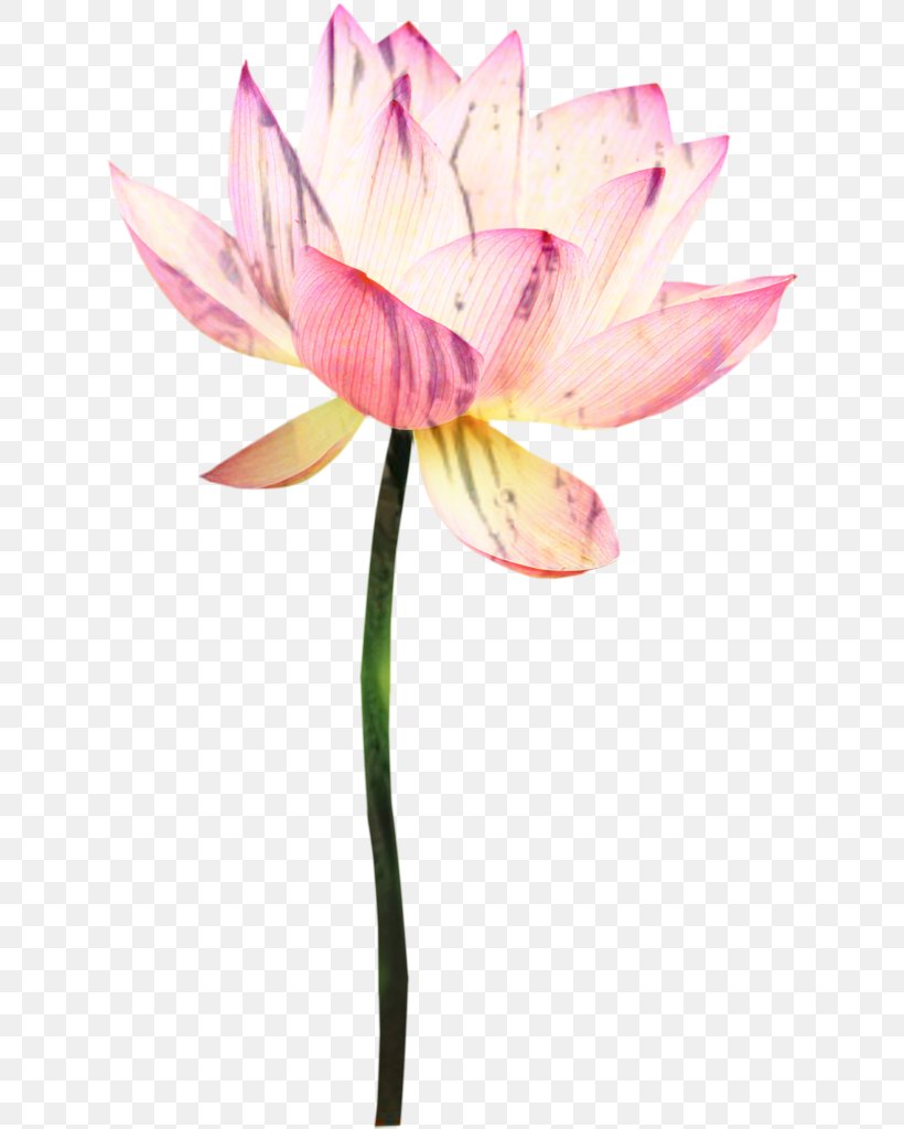 Lily Flower Cartoon, PNG, 630x1024px, Nymphaea Nelumbo, Aquatic Plant, Cut Flowers, Flower, Lily Family Download Free