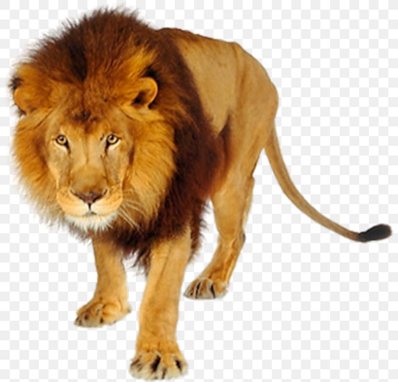 Lion Desktop Wallpaper Clip Art, PNG, 800x786px, Lion, Big Cats, Carnivoran, Cat Like Mammal, Fur Download Free